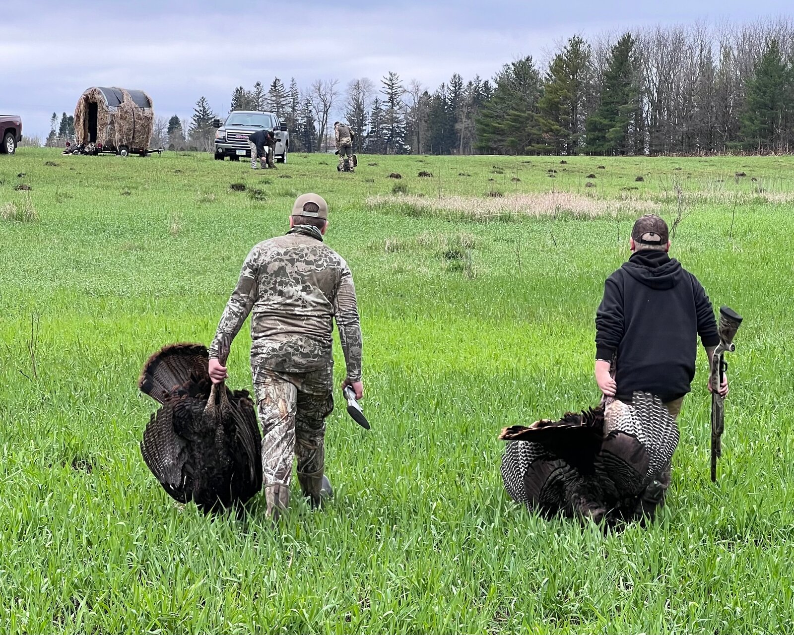 Walking out turkeys from the field